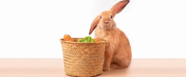 konijn eet niet