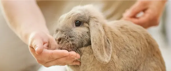 Beaphar voeding konijn