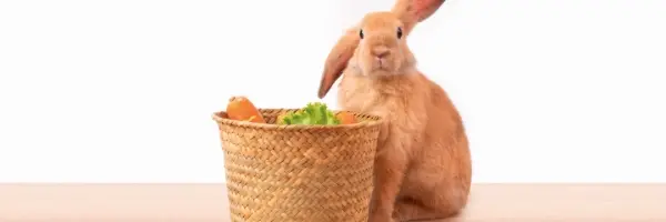 konijn eet niet